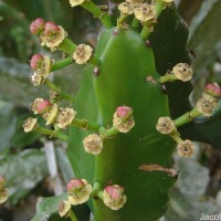 Euphorbia antiquorum L.